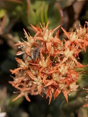 Sedum moranense