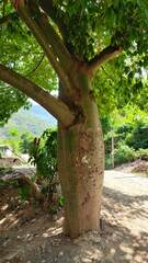Ceiba speciosa