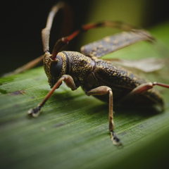Granulorsidis cariosus