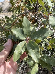 Quercus grisea