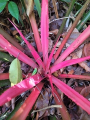 Bromelia