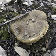 Cortinarius ponderosus