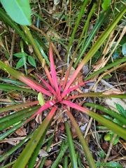 Bromelia