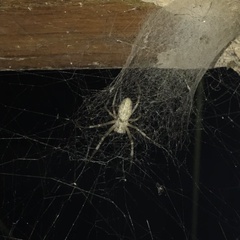 Nephilingis cruentata