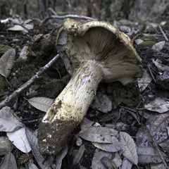 Cortinarius ponderosus