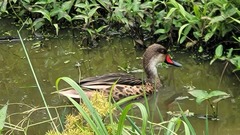 Anas bahamensis galapagensis