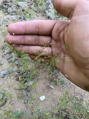 Linanthus harknessii