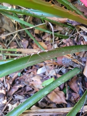 Exocnophila