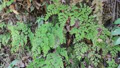 Adiantum raddianum