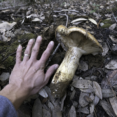 Cortinarius ponderosus