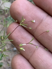 Linanthus harknessii