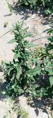 Chenopodium betaceum