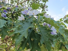 Solanum wrightii