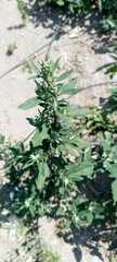 Chenopodium betaceum