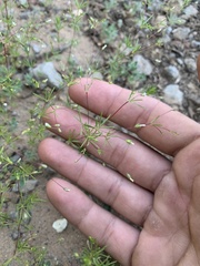 Linanthus harknessii