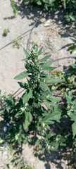 Chenopodium betaceum