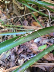 Exocnophila