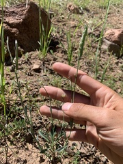 Boechera platysperma