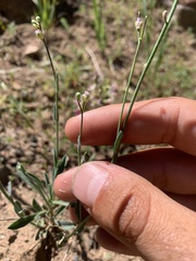 Boechera platysperma