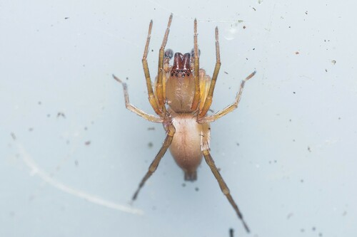 Clubiona terrestris