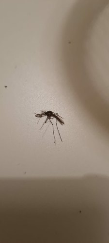 Banded house mosquito, Gouda, photo 5 of 10