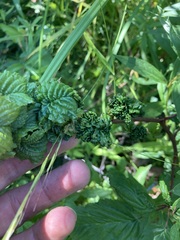 Phylloplecta tripunctata