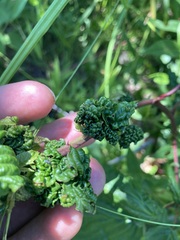 Phylloplecta tripunctata