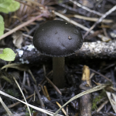 Melanoleuca melaleuca