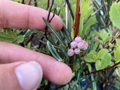 Andromeda polifolia glaucophylla