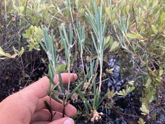 Andromeda polifolia glaucophylla
