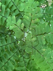 Agromyzidae