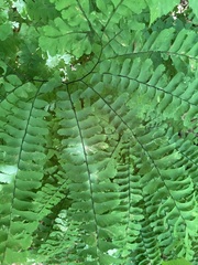 Agromyzidae