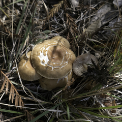 Leucopaxillus gentianeus