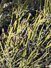 Ephedra californica