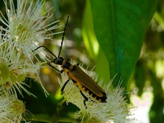 Chauliognathus flavipennis