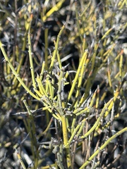 Ephedra californica