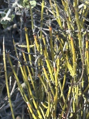 Ephedra californica