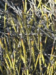 Ephedra californica