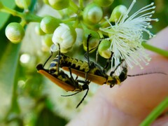 Chauliognathus flavipennis