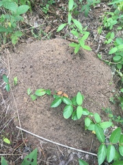 Solenopsis saevissima