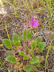 Pelargonium rodneyanum