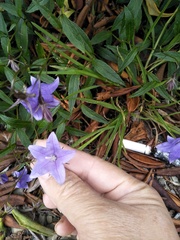 Adenophora morrisonensis