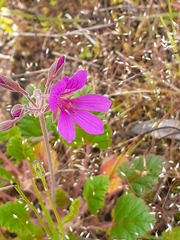 Pelargonium rodneyanum