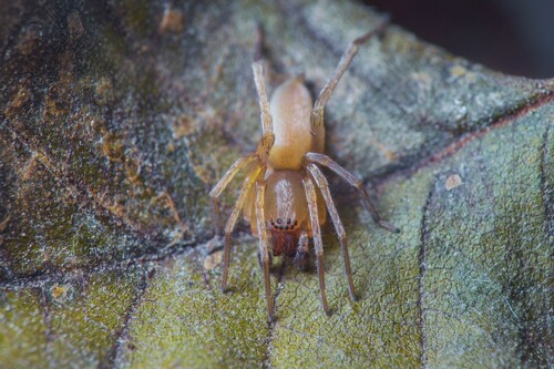 Clubiona terrestris