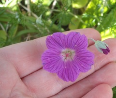 Geranium incanum