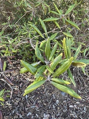 Comarostaphylis diversifolia