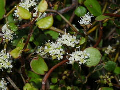 Scandia geniculata