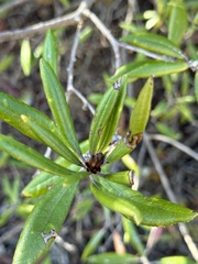 Comarostaphylis diversifolia