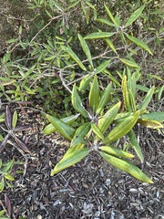 Comarostaphylis diversifolia