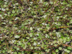 Scandia geniculata